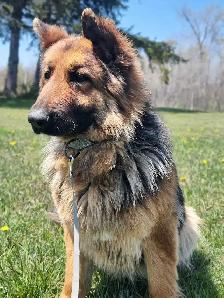 2. 5yr Old German Shepherd Female - Photo 3