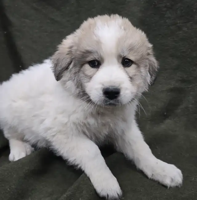 Great Pyranees x golden retrievers puppies
