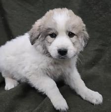 Great Pyranees x golden retrievers puppies
