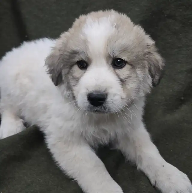 Great Pyranees x golden retrievers puppies - Photo 2