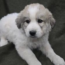 Great Pyranees x golden retrievers puppies - Photo 2