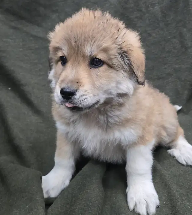 Great Pyranees x golden retrievers puppies - Photo 3