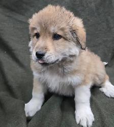 Great Pyranees x golden retrievers puppies - Photo 3