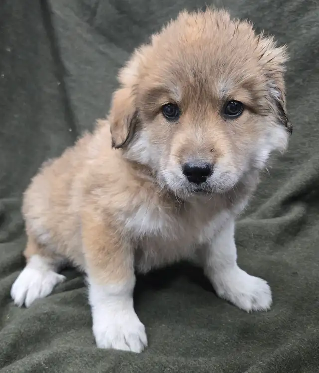 Great Pyranees x golden retrievers puppies - Photo 4