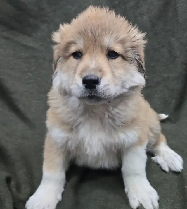 Great Pyranees x golden retrievers puppies - Photo 5