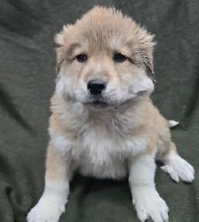 Great Pyranees x golden retrievers puppies - Photo 5