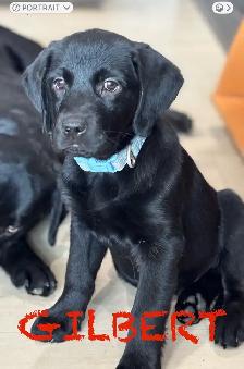 DOUBLE VACCINATED GOLDADOR MALE PUPPY