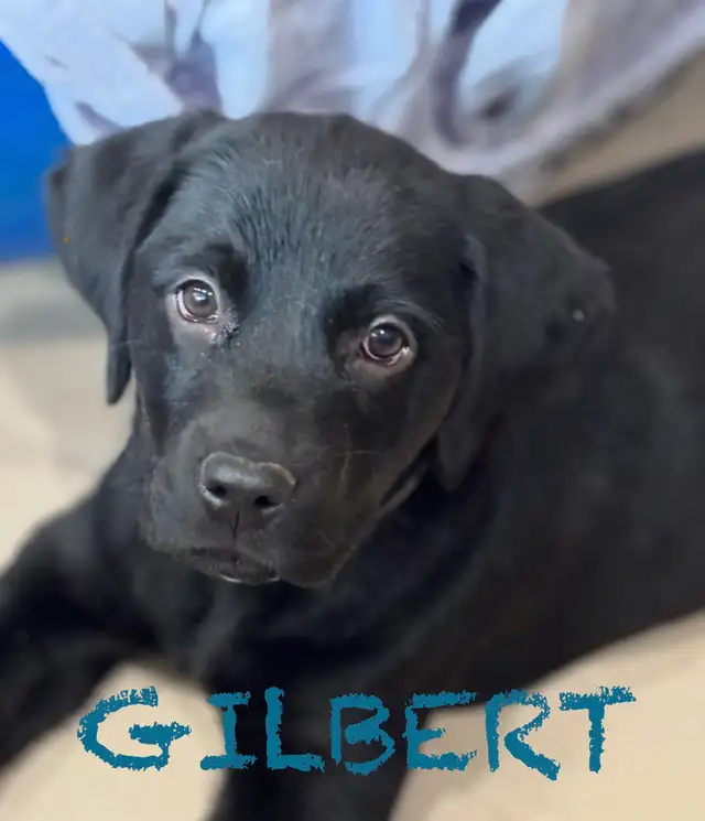 DOUBLE VACCINATED GOLDADOR MALE PUPPY - Photo 2