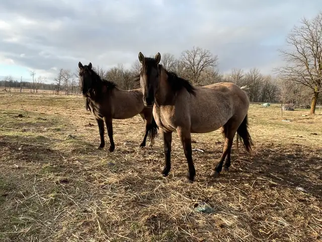 Beautiful Draft cross mares