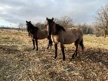 Beautiful Draft cross mares