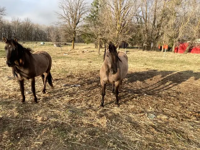 Beautiful Draft cross mares - Photo 2