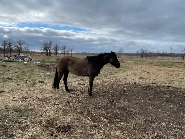 Beautiful Draft cross mares - Photo 4