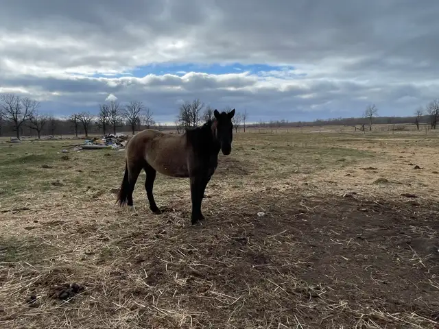 Beautiful Draft cross mares - Photo 5