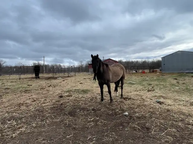 Beautiful Draft cross mares - Photo 6