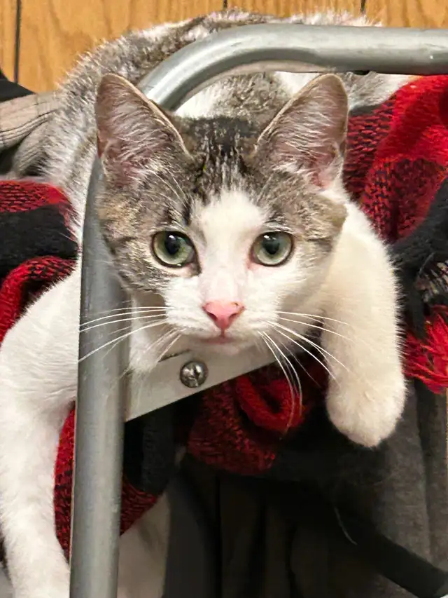 Adorable kitty ready to find a forever home!