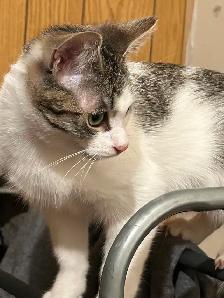 Adorable kitty ready to find a forever home! - Photo 2