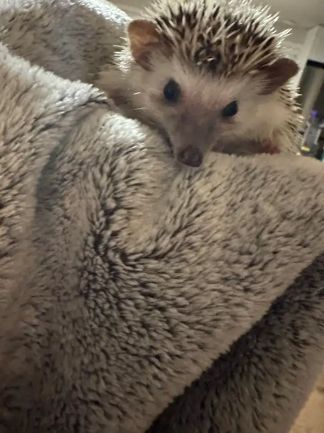 Hedgehog for rehoming