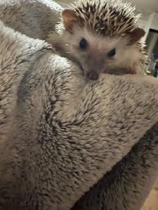 Hedgehog for rehoming