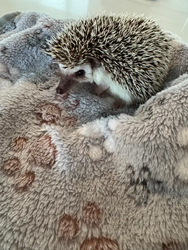 Hedgehog for rehoming - Photo 2