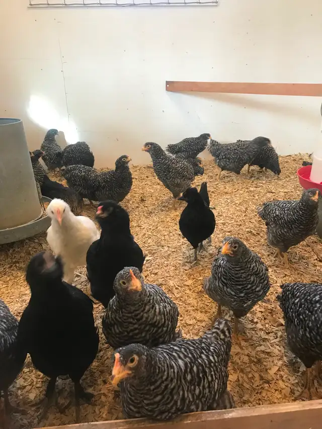 Laying hens