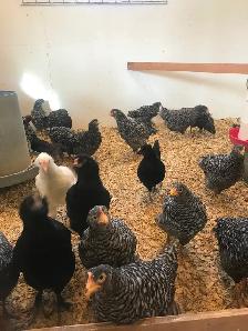 Laying hens