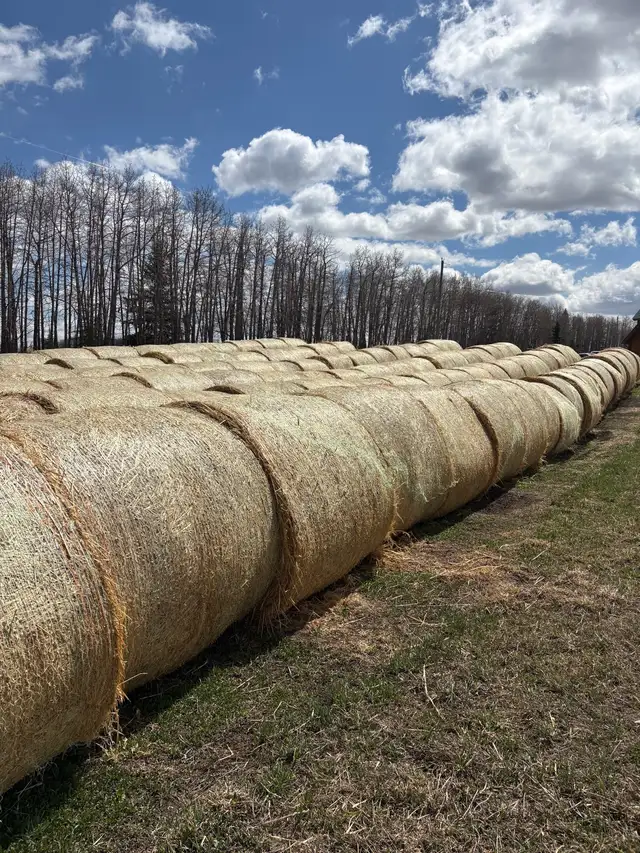 Greenfeed Bales