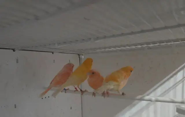 Two pairs of canaries