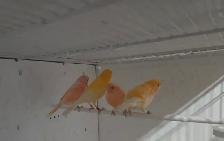 Two pairs of canaries
