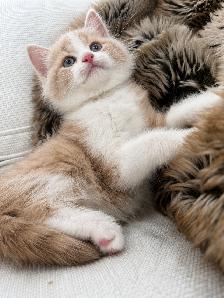 Chaton Siberien hypoallergene