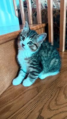 Adorable 9-Week-Old Kittens! / Adorables chatons de 9 semaines!