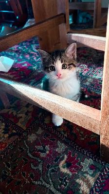 Adorable 9-Week-Old Kittens! / Adorables chatons de 9 semaines! - Photo 3