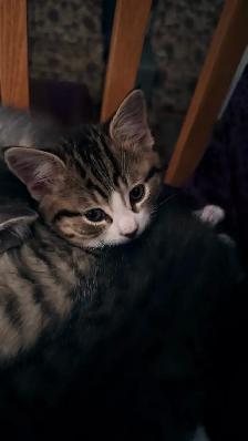 Adorable 9-Week-Old Kittens! / Adorables chatons de 9 semaines! - Photo 6