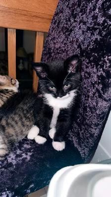 Adorable 9-Week-Old Kittens! / Adorables chatons de 9 semaines! - Photo 8