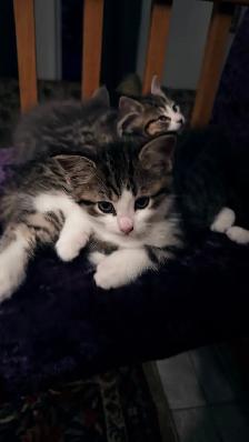 Adorable 9-Week-Old Kittens! / Adorables chatons de 9 semaines! - Photo 9