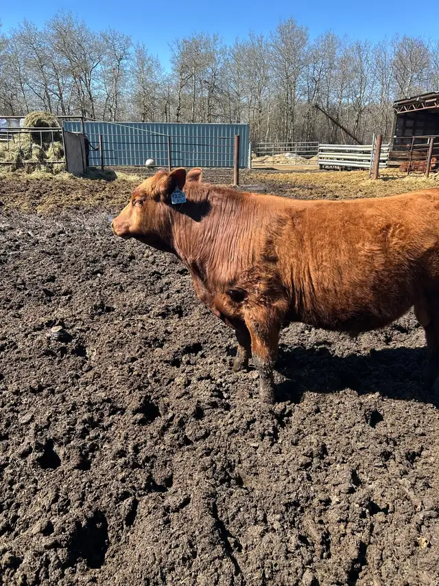 Yearling Bull Red Angus