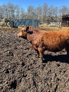 Yearling Bull Red Angus
