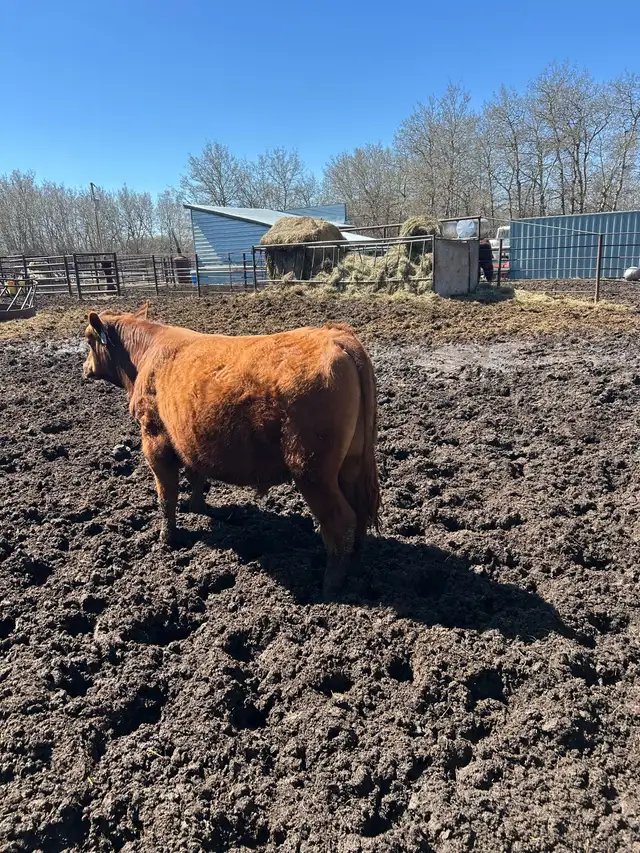 Yearling Bull Red Angus - Photo 2