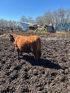 Yearling Bull Red Angus - Photo 2