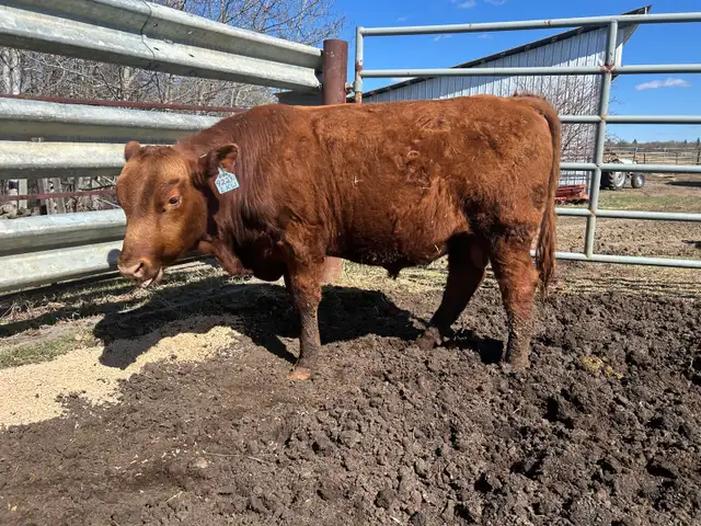 Yearling Bull Red Angus - Photo 3