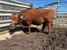 Yearling Bull Red Angus - Photo 3