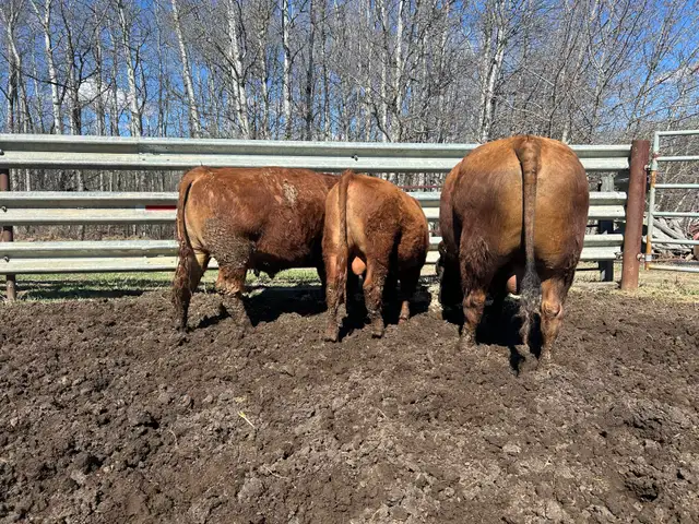 Yearling Bull Red Angus - Photo 4