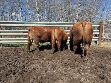 Yearling Bull Red Angus - Photo 4