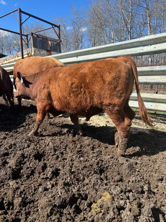 Yearling Bull Red Angus - Photo 5