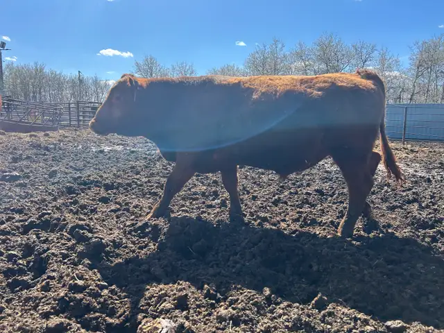 Yearling Bull Red Angus - Photo 6