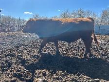 Yearling Bull Red Angus - Photo 6