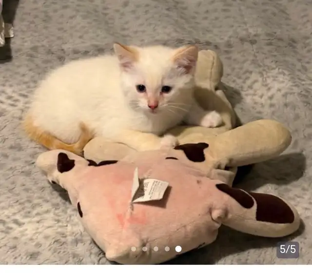 SIAMESE KITTENS!! - Photo 3