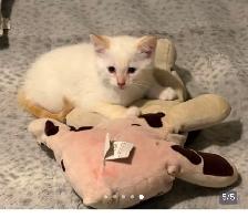 SIAMESE KITTENS!! - Photo 3