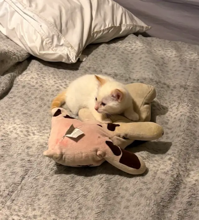 SIAMESE KITTENS!! - Photo 5