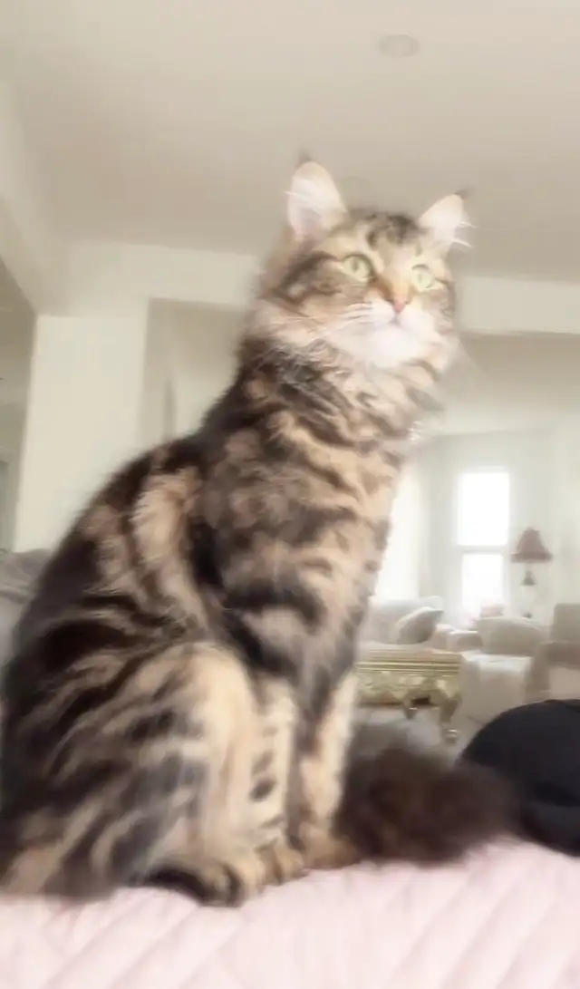 1 year old Siberian