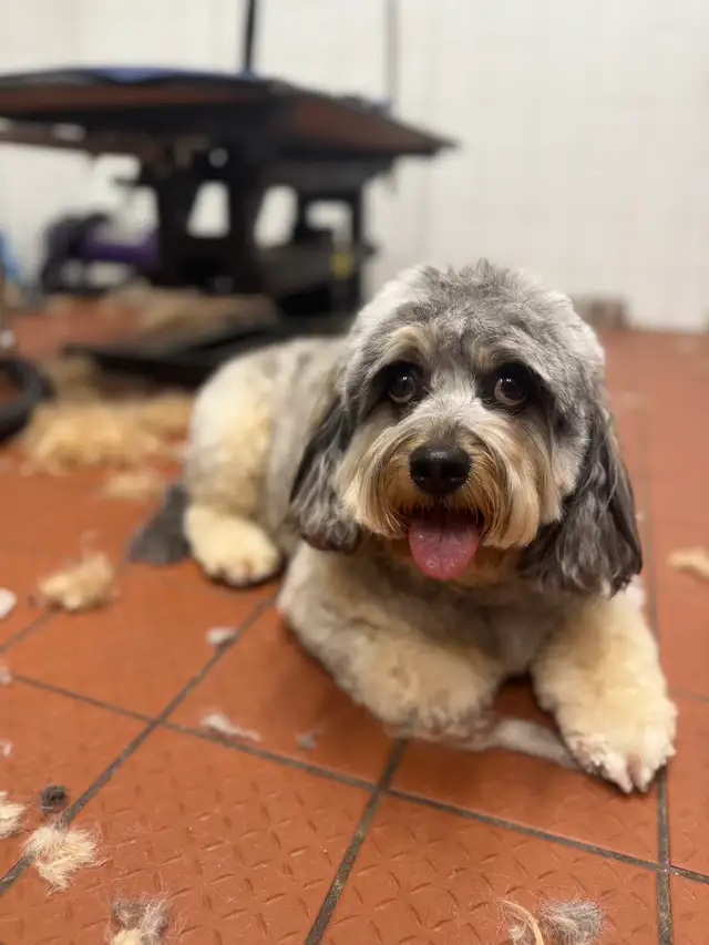 Comfort grooming for senior dogs